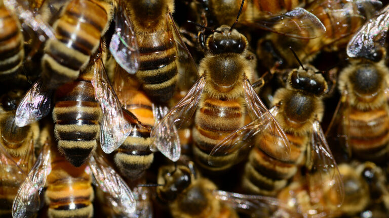 Le Qurʾān & l’abeille